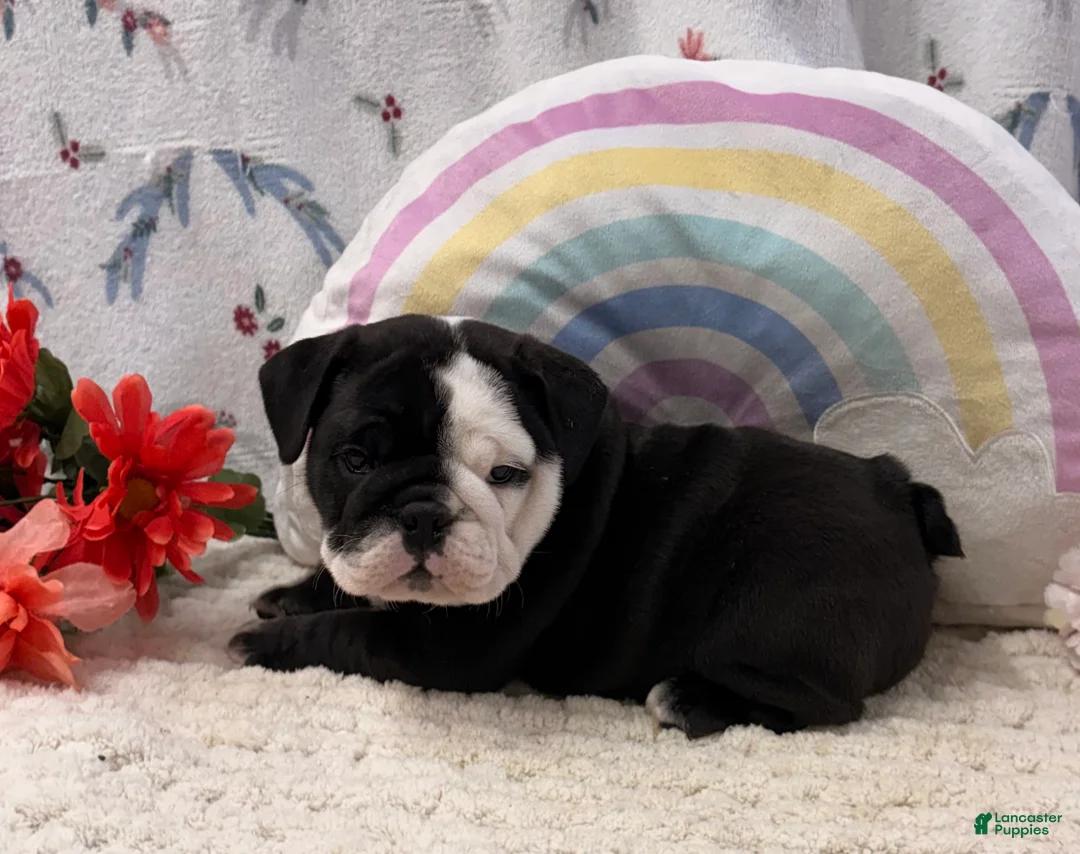 English Bulldog dogs for sale: Myla - Ad 2