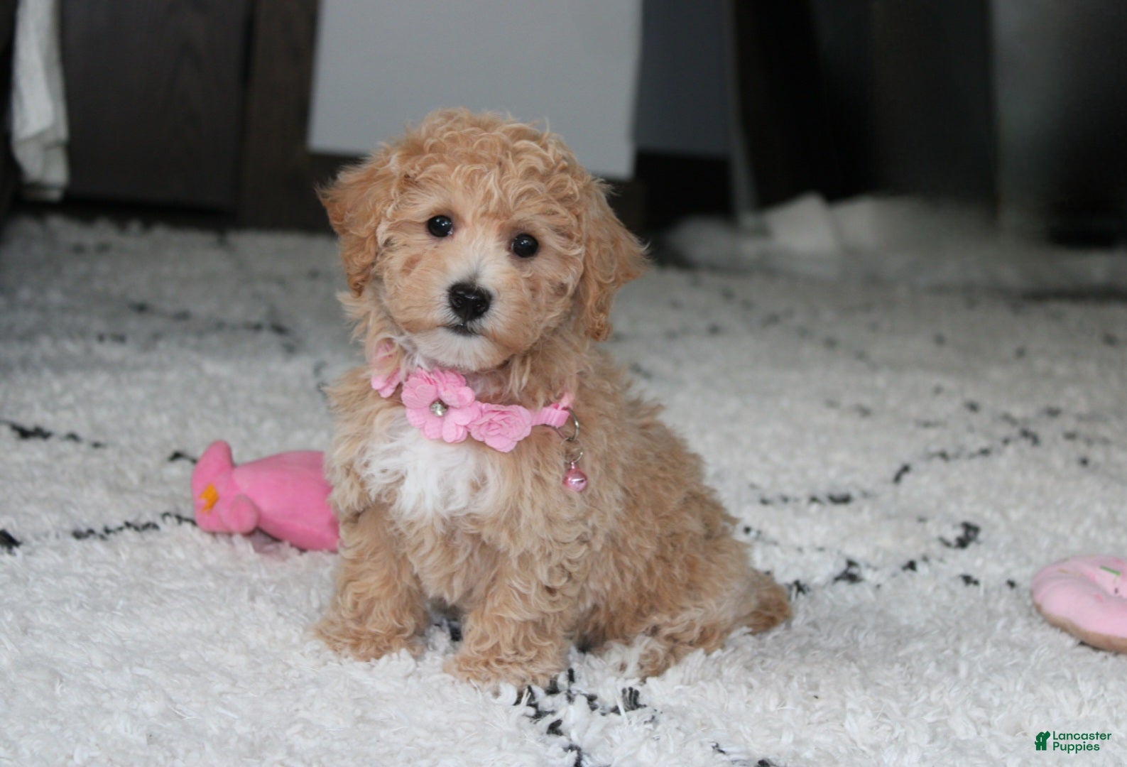 Bichpoo dogs Aubrey - Ad 2
