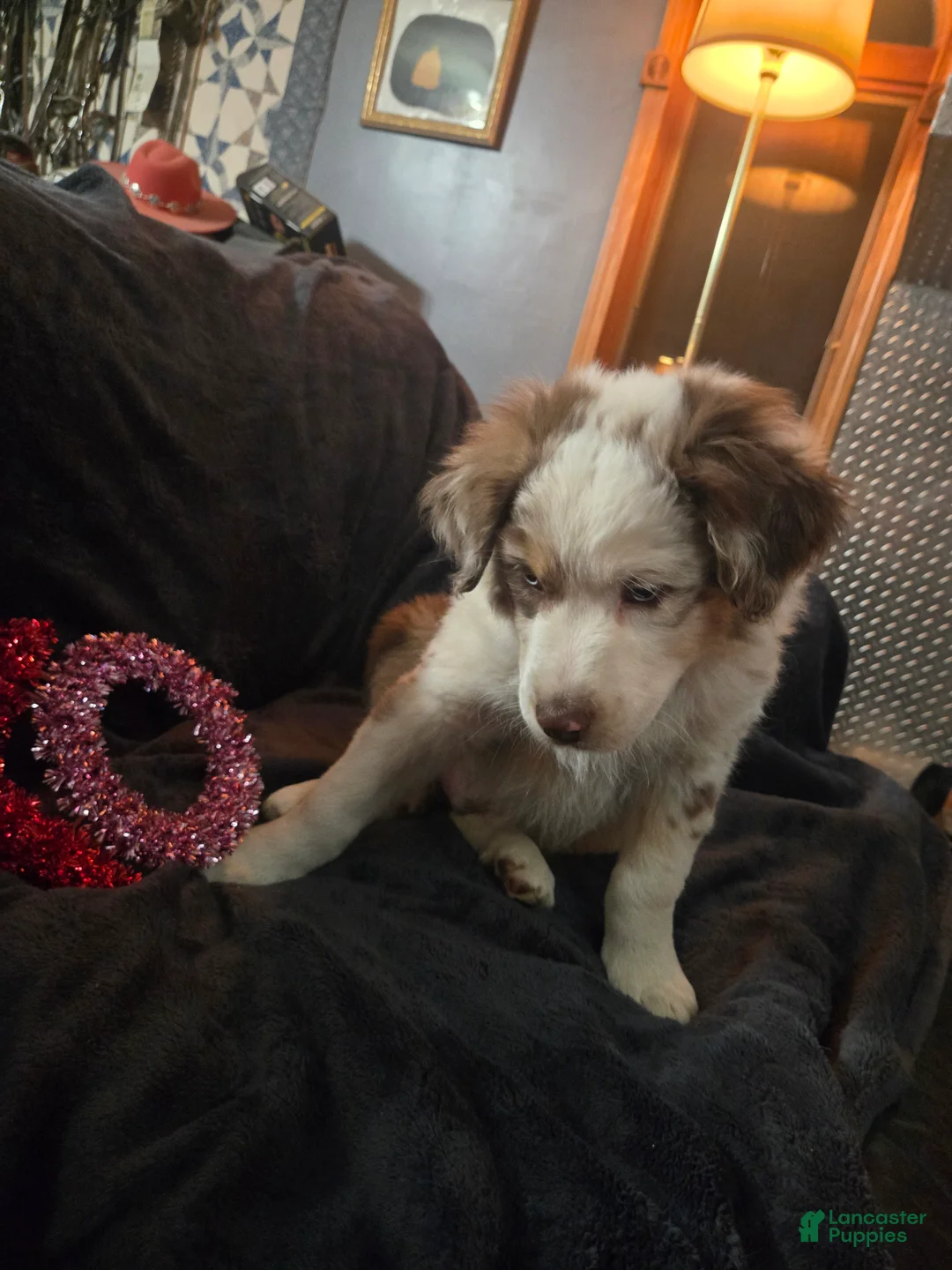 Australian Shepherd dogs for sale: Clifford - Australian Shepherd Puppy 1 - Ad 4