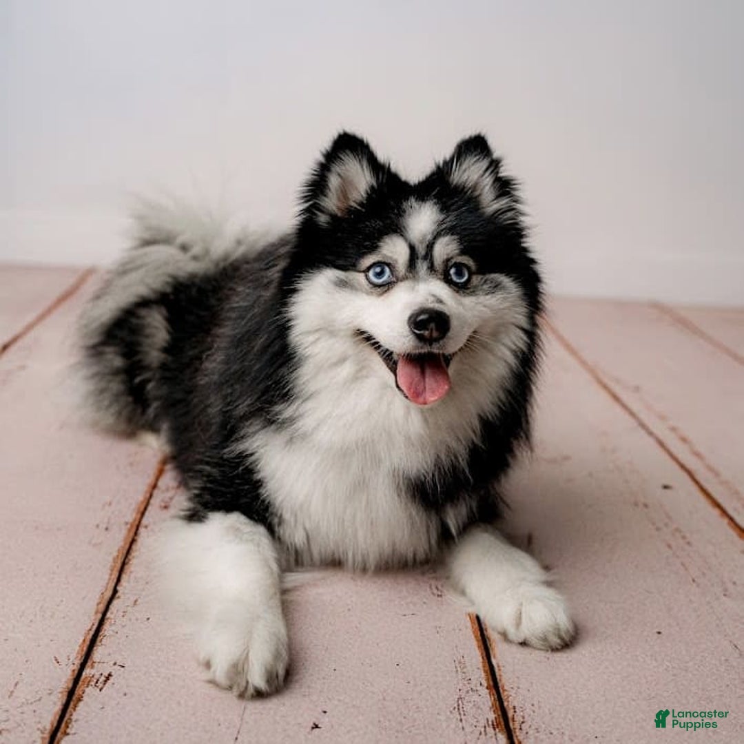 Pomsky dogs for stud: Stud Service - Ad 3