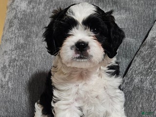 Mixed Breed dogs Oreo - Ad 20
