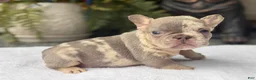 French Bulldog dogs for sale: Bronx  - Ad 3