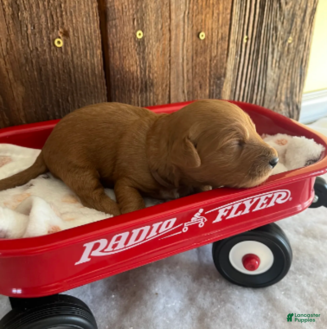 Mini Goldendoodle dogs for sale: Java - Ad 4