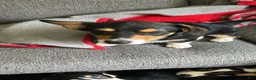 American Corgi dogs for sale: American Corgi 4 - Ad 3