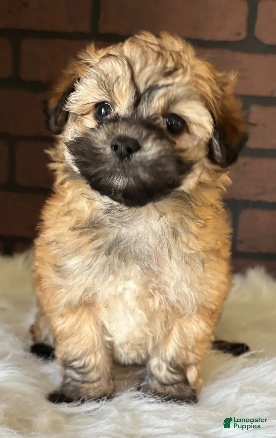 Maltipoo dogs for sale: Cider - Ad 1