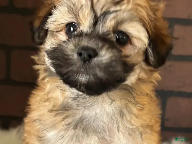 Maltipoo dogs for sale: Cider - Ad 1