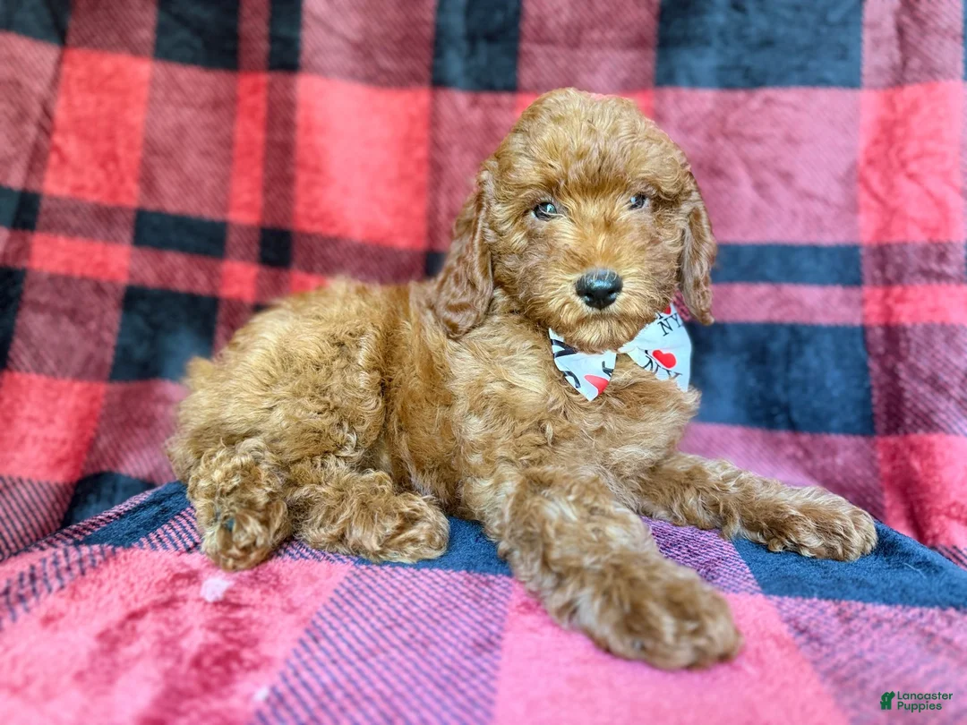 Miniature Poodle dogs for sale: Samuel - Ad 9