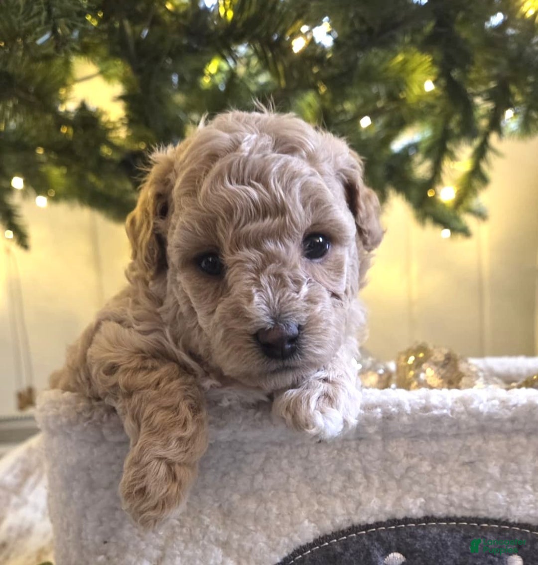 Maltipoo dogs for sale: Noelle - Ad 3