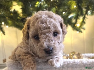 Maltipoo dogs Noelle - Ad 1