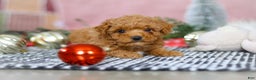 Miniature Poodle dogs for sale: Sadie - Ad 9
