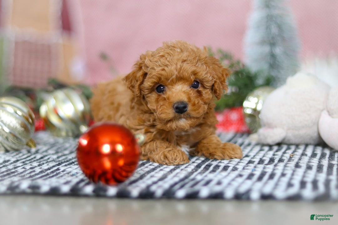 Miniature Poodle dogs for sale: Sadie - Ad 9