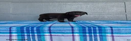 Labrador Retriever dogs for sale: Max - Ad 4