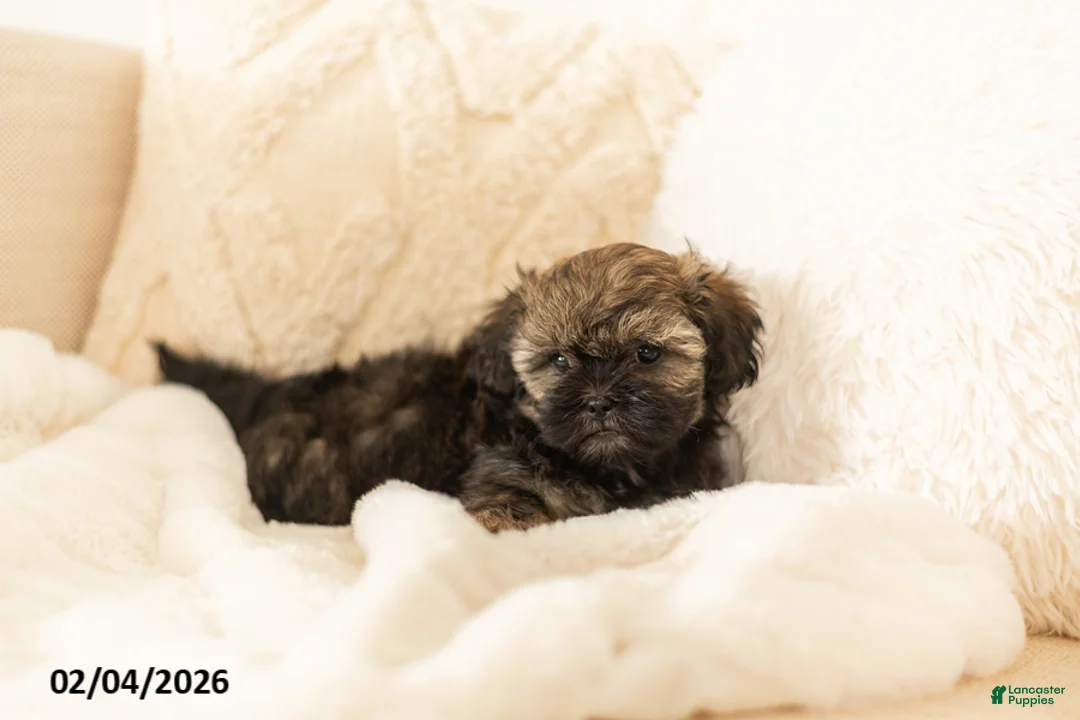 Teddy Bear dogs for sale: Rosie - Ad 3