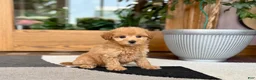 Maltipoo dogs for sale: Joy  - Ad 5