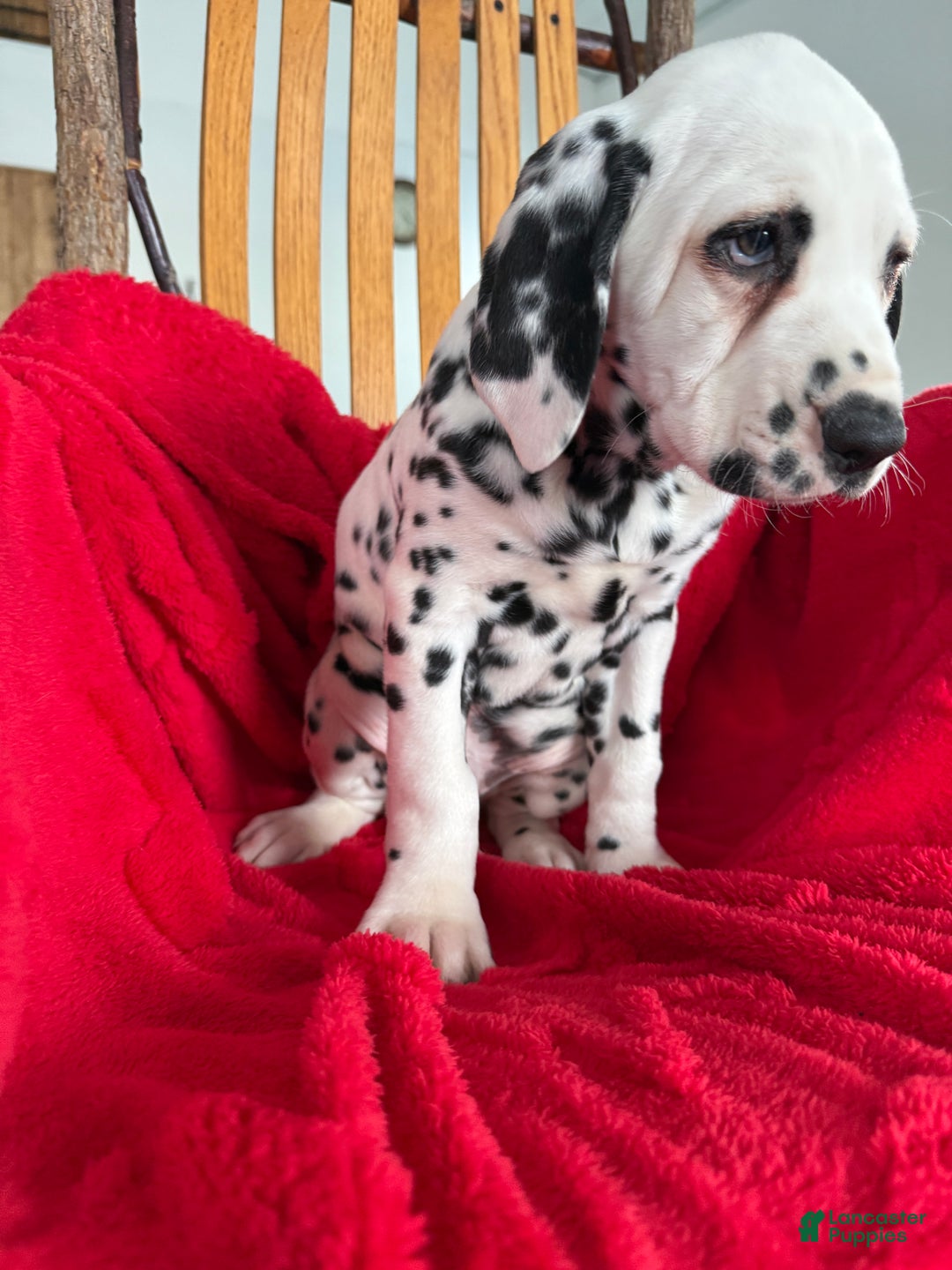 Dalmatian dogs for sale: Tommy - Ad 5