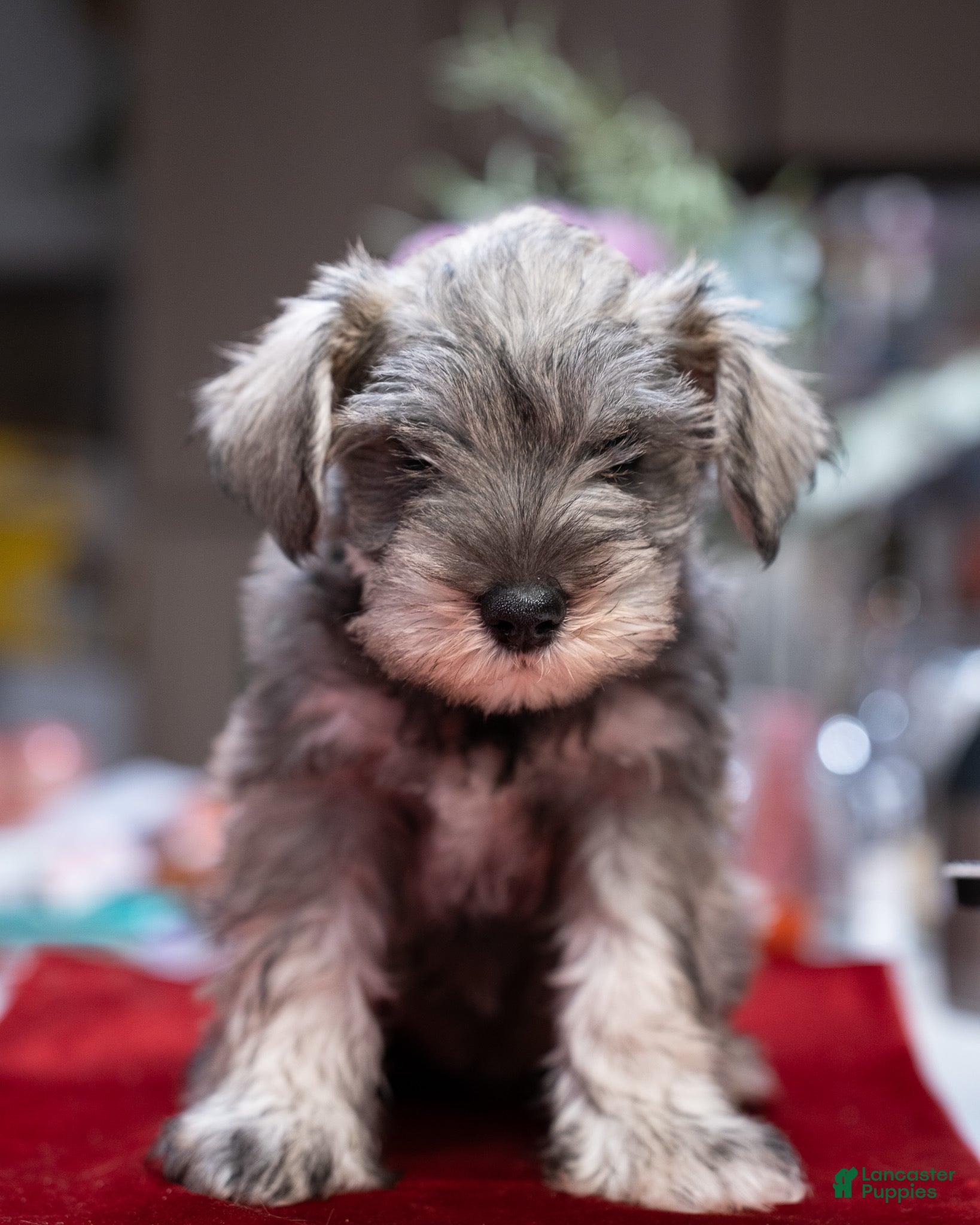 Miniature Schnauzer dogs Miniature Schnauzer Puppy 2 - Ad 40