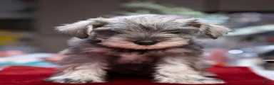 Miniature Schnauzer Puppy 2