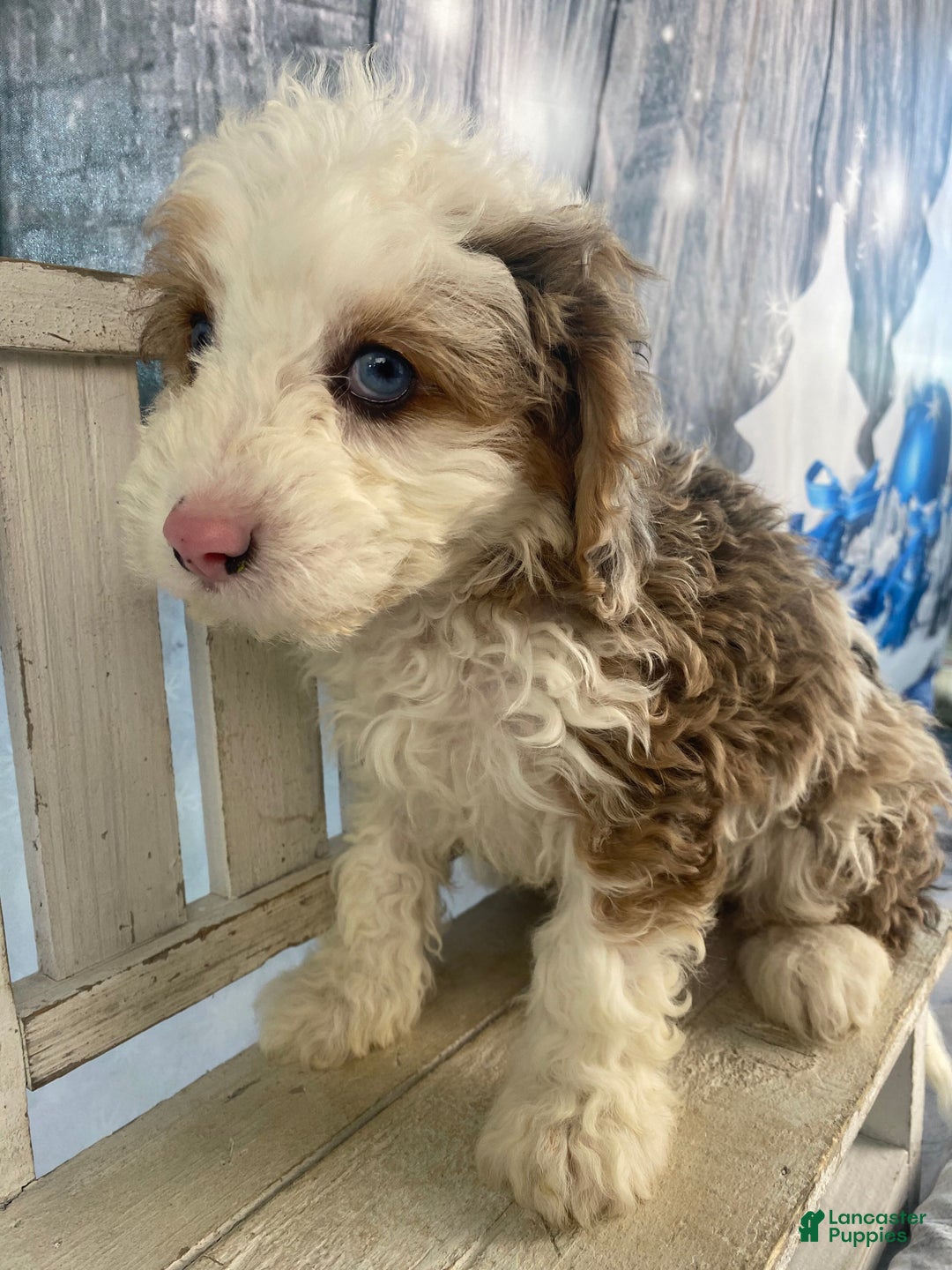 Cavapoo dogs for sale: Blue - Ad 9