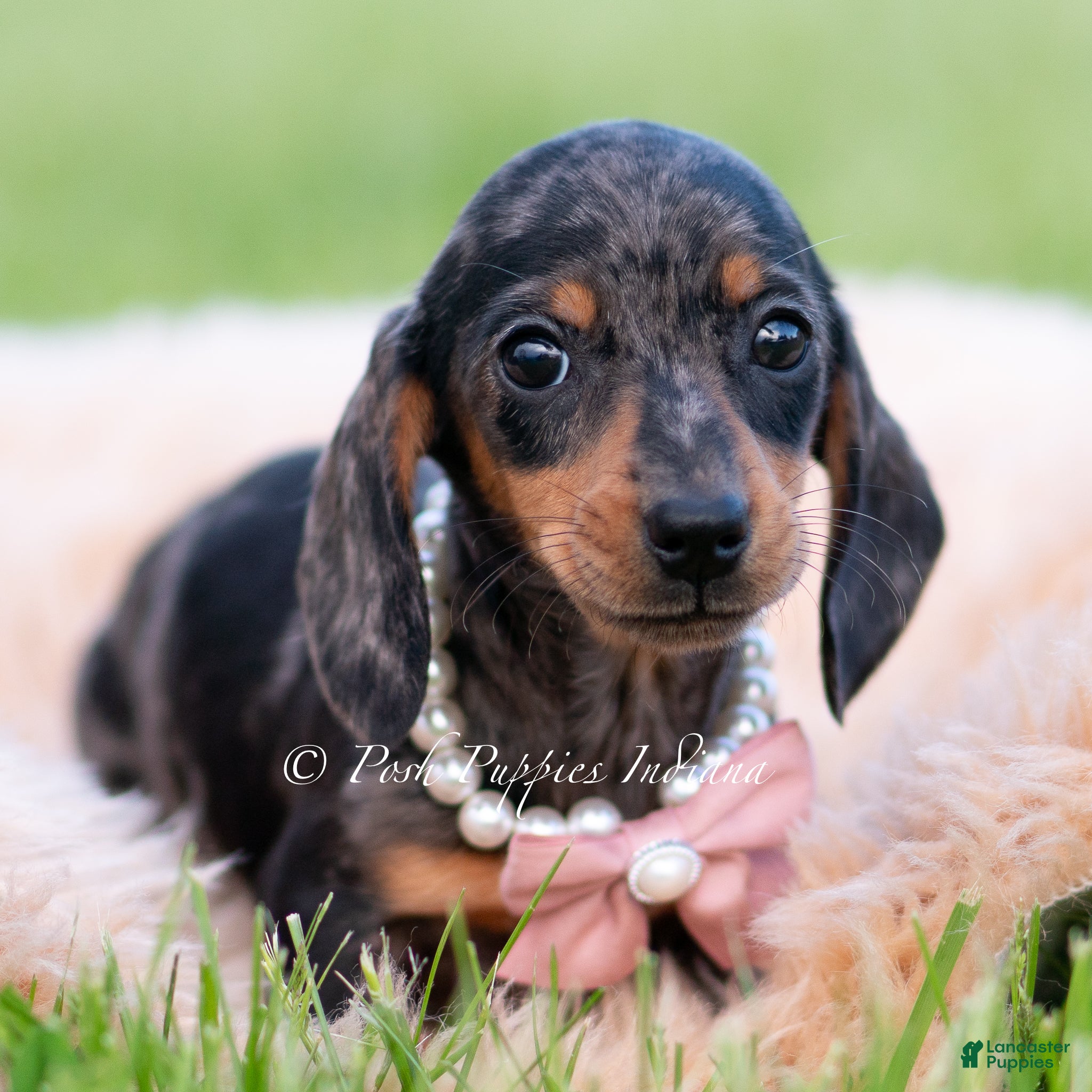 Miniature Dachshund dogs Sadie AKC - Ad 11