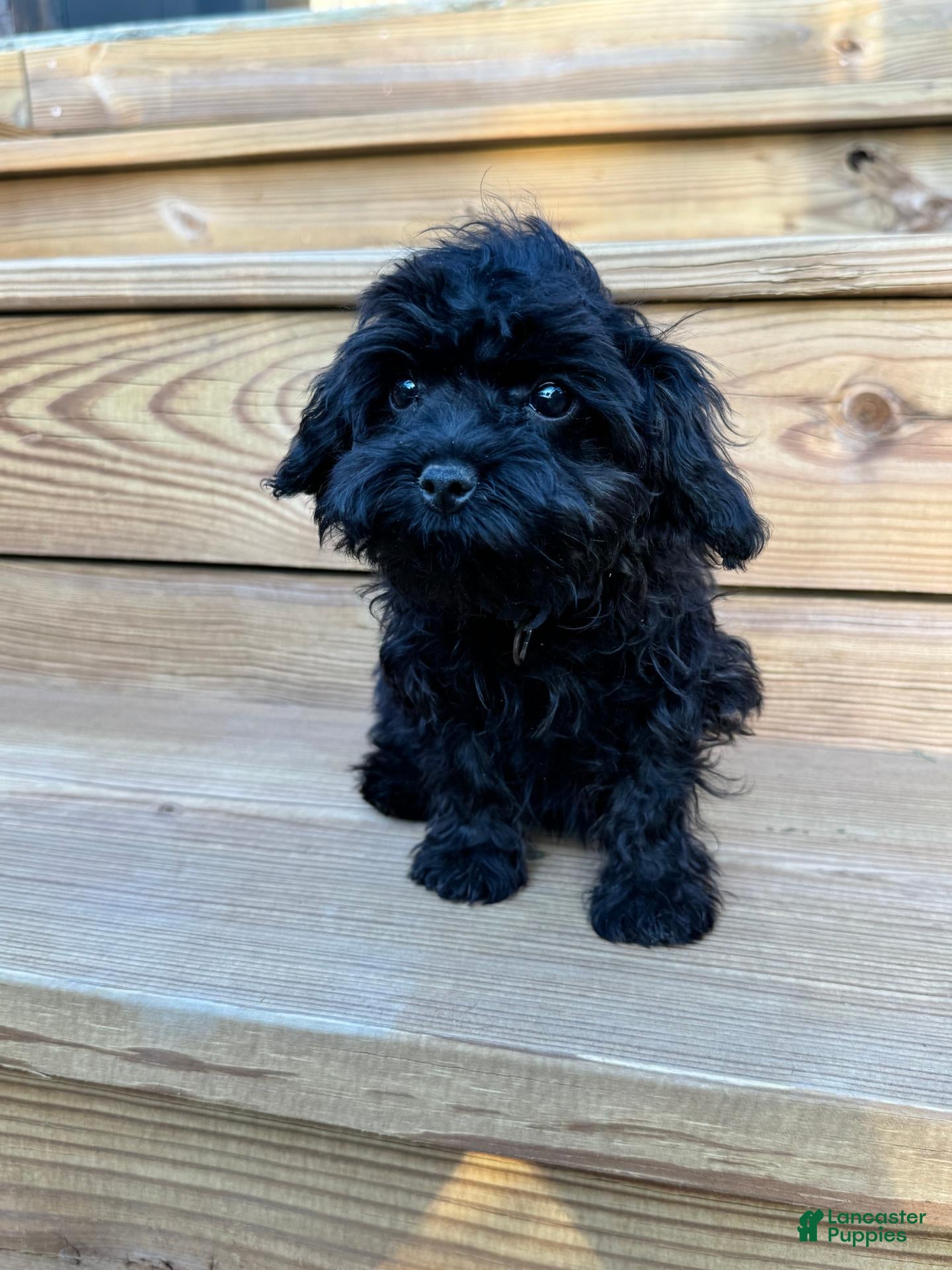 Cavapoo dogs Angel  - Ad 28