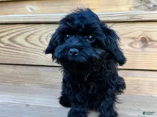 Cavapoo dogs Angel - Ad 28