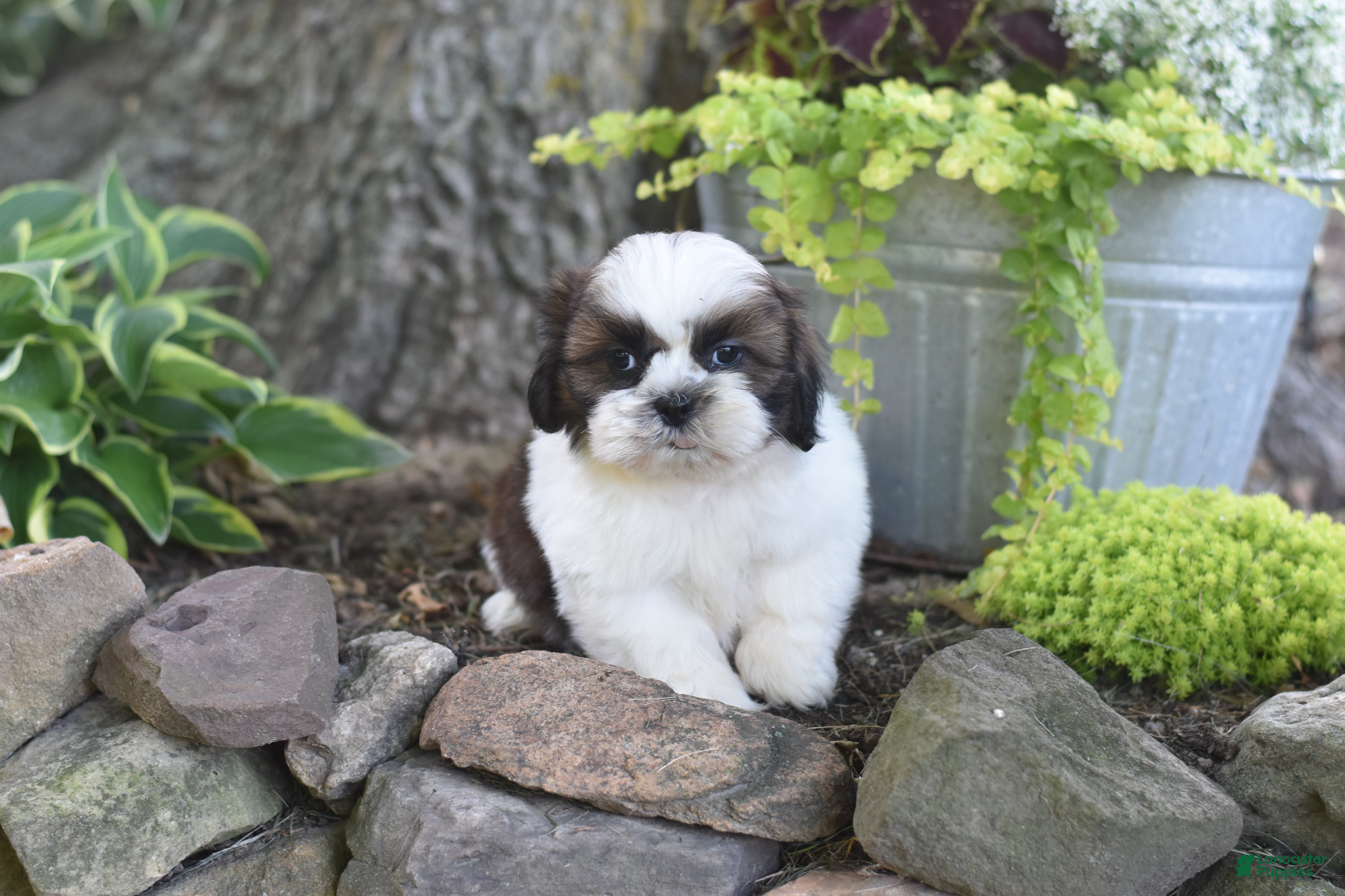 Shih Tzu dogs Bailey - Ad 1