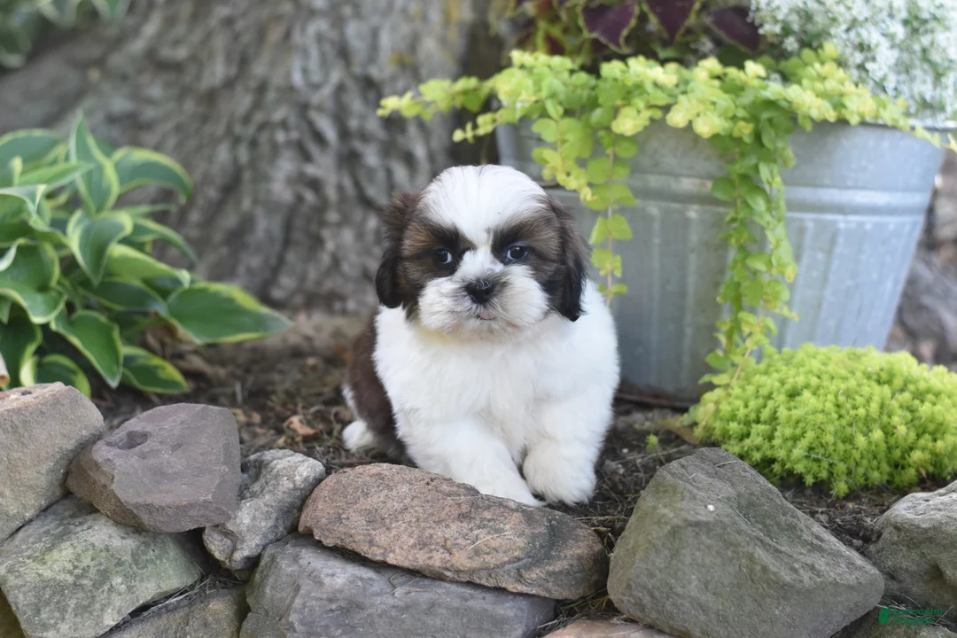 Shih Tzu dogs for sale: Bailey - Ad 1