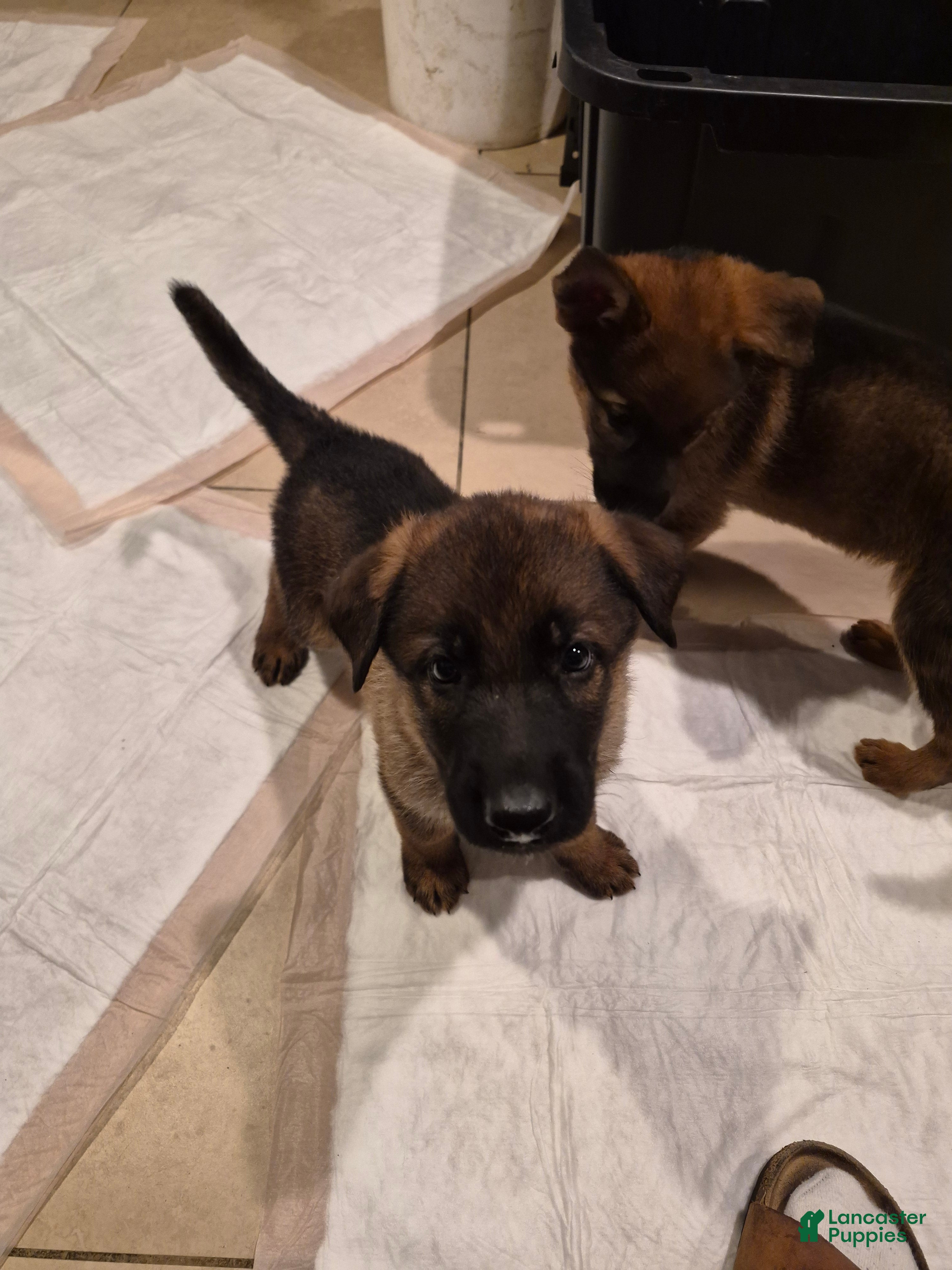 German Shepherd dogs Luna - Ad 24
