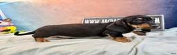 Miniature Dachshund dogs for sale: AKC import smooth - Ad 8