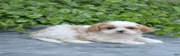 Mixed Breed dogs for sale: Timber - Ad 9