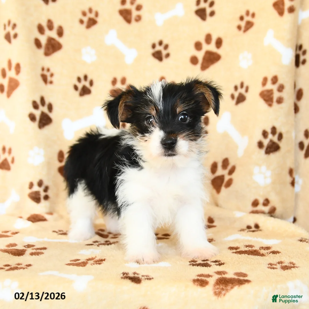 Yorkshire Terrier dogs for sale: Leo - Ad 1