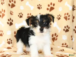 Yorkshire Terrier dogs Leo - Ad 20