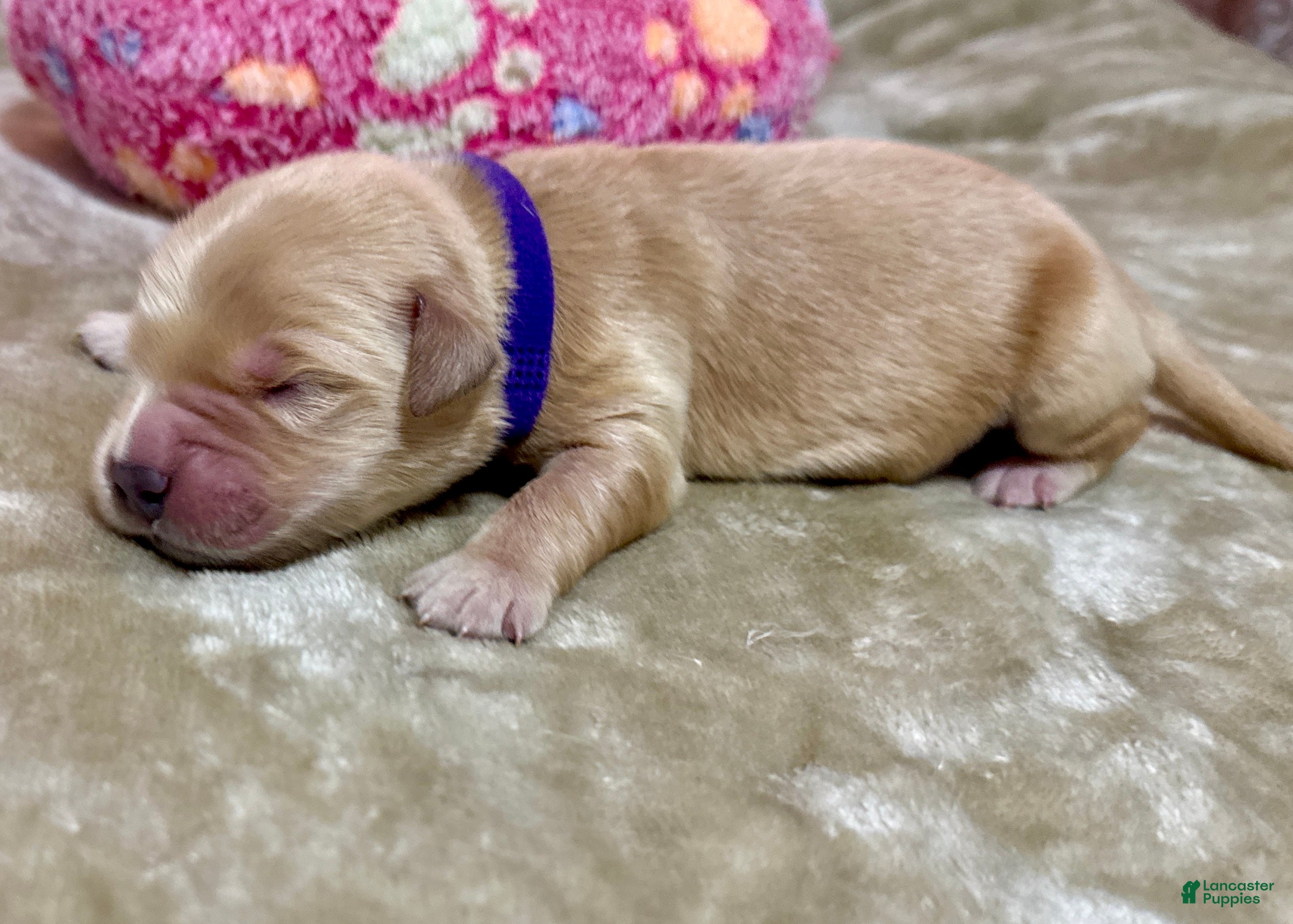 Golden Retriever dogs Golden Retriever Puppy 4 - Ad 5