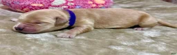 Golden Retriever dogs for sale: Golden Retriever Puppy 4 - Ad 1