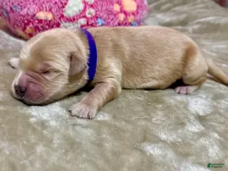 Golden Retriever dogs Golden Retriever Puppy 4 - Ad 5