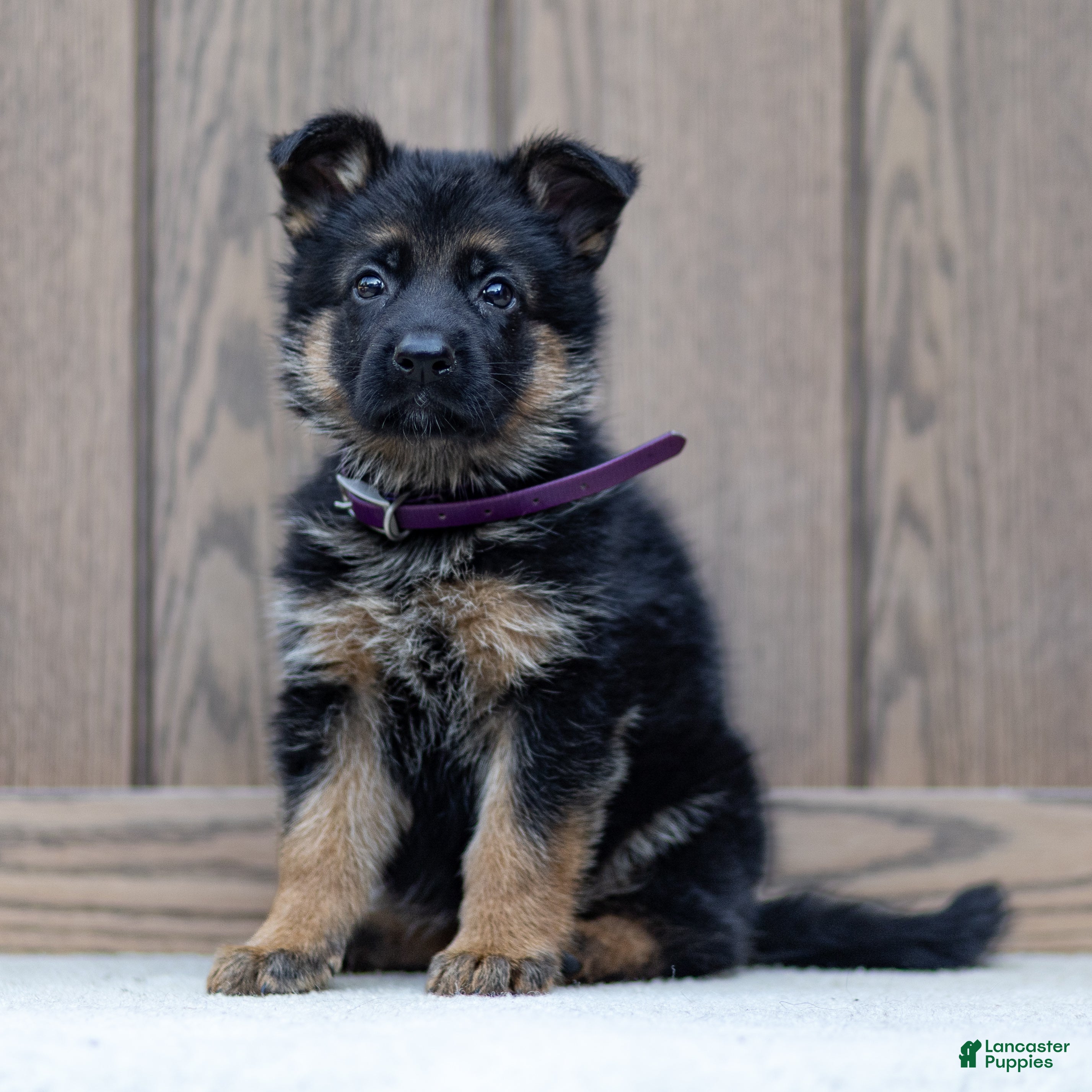 German Shepherd dogs Ziva - Ad 1