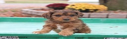 Doxiepoo dogs for sale: Lexie - Ad 3