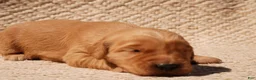 Golden Retriever dogs for sale: Daisy -AKC, Genetically Clear - Ad 102