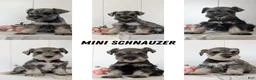 Miniature Schnauzer dogs for sale: Bear - Ad 14