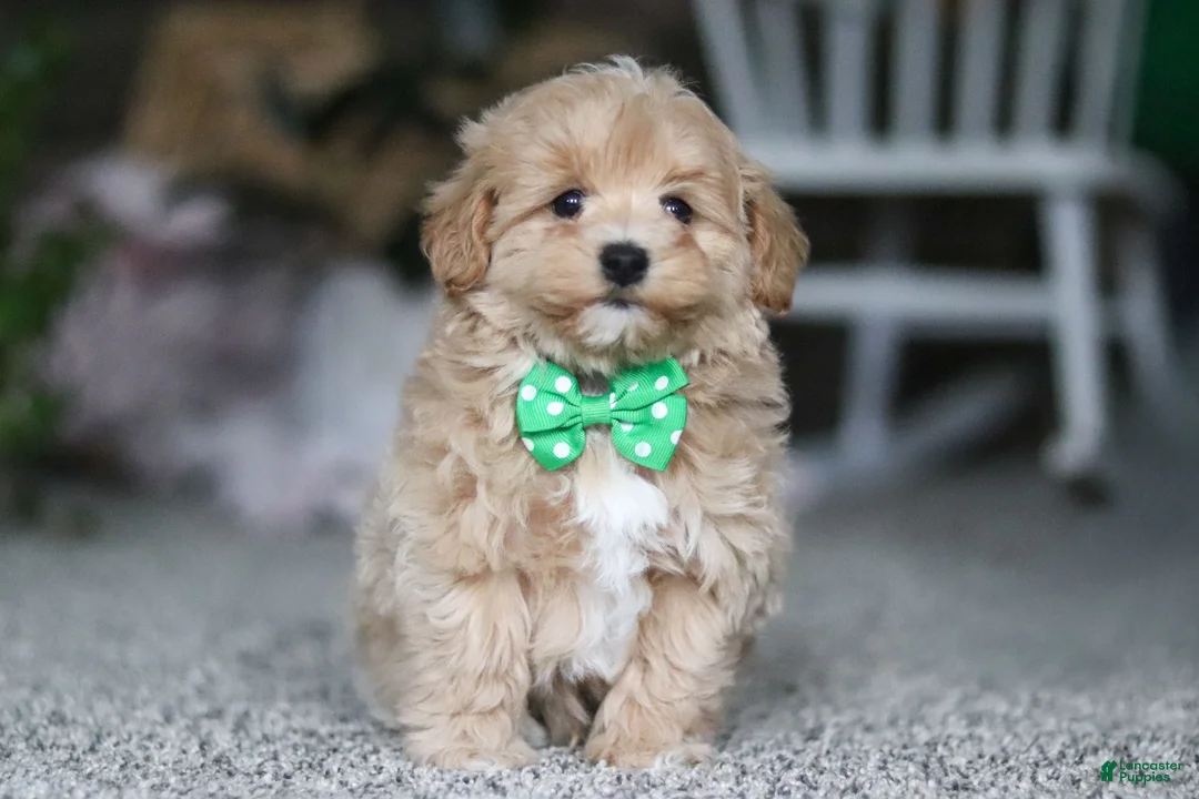 Havapoo dogs for sale: Rhett - Ad 2