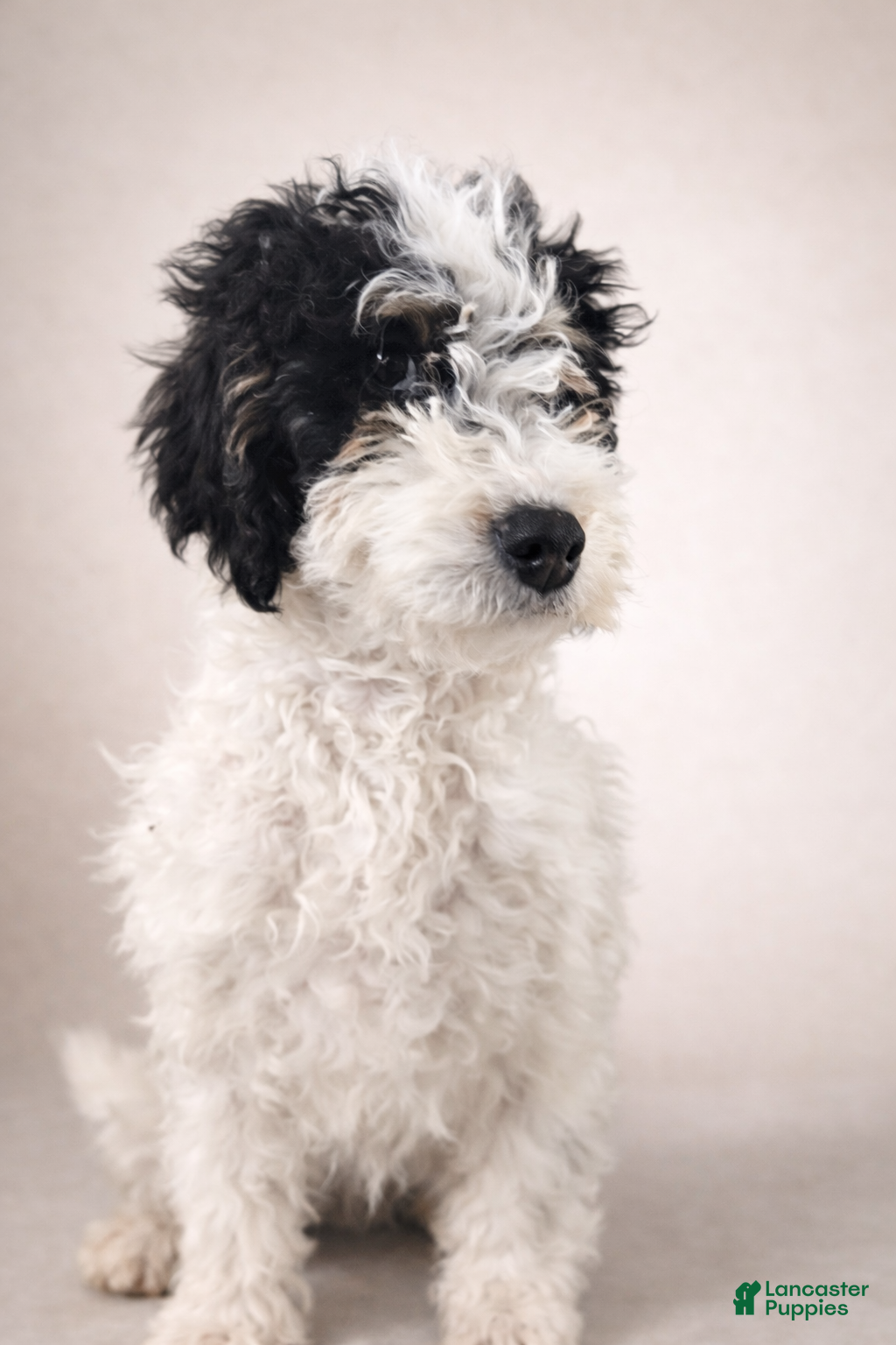 Mini Bernedoodle dogs Bella - Ad 18