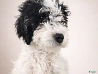 Mini Bernedoodle dogs Bella - Ad 18