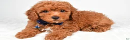 Miniature Poodle dogs for sale: Harley - Ad 2