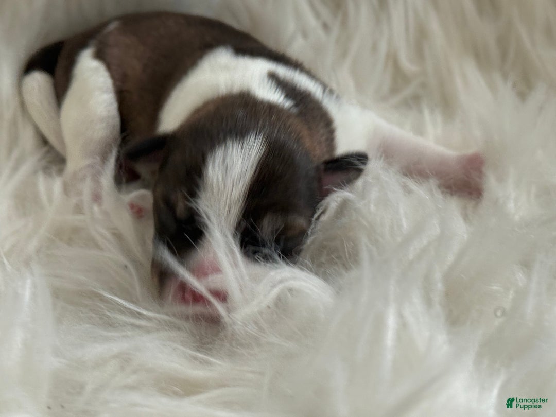 Miniature Schnauzer dogs for sale: Miniature Schnauzer Puppy 2 - Ad 2