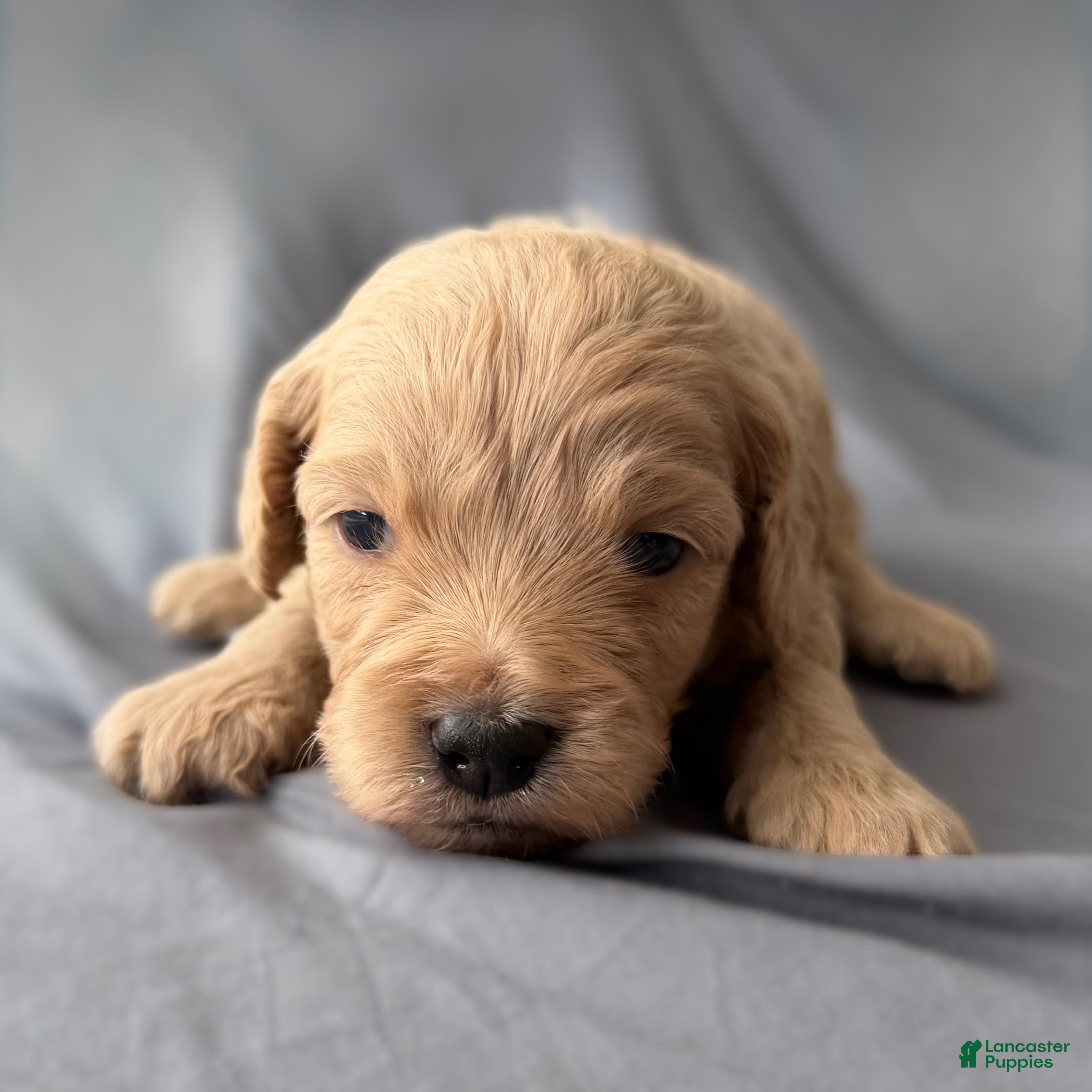 Mini Goldendoodle dogs Cutie - Ad 38