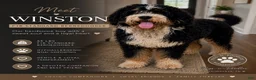 Bernedoodle dogs for sale: Banner - Ad 9