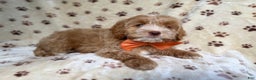 Cockapoo dogs for sale: Breezy - Ad 8
