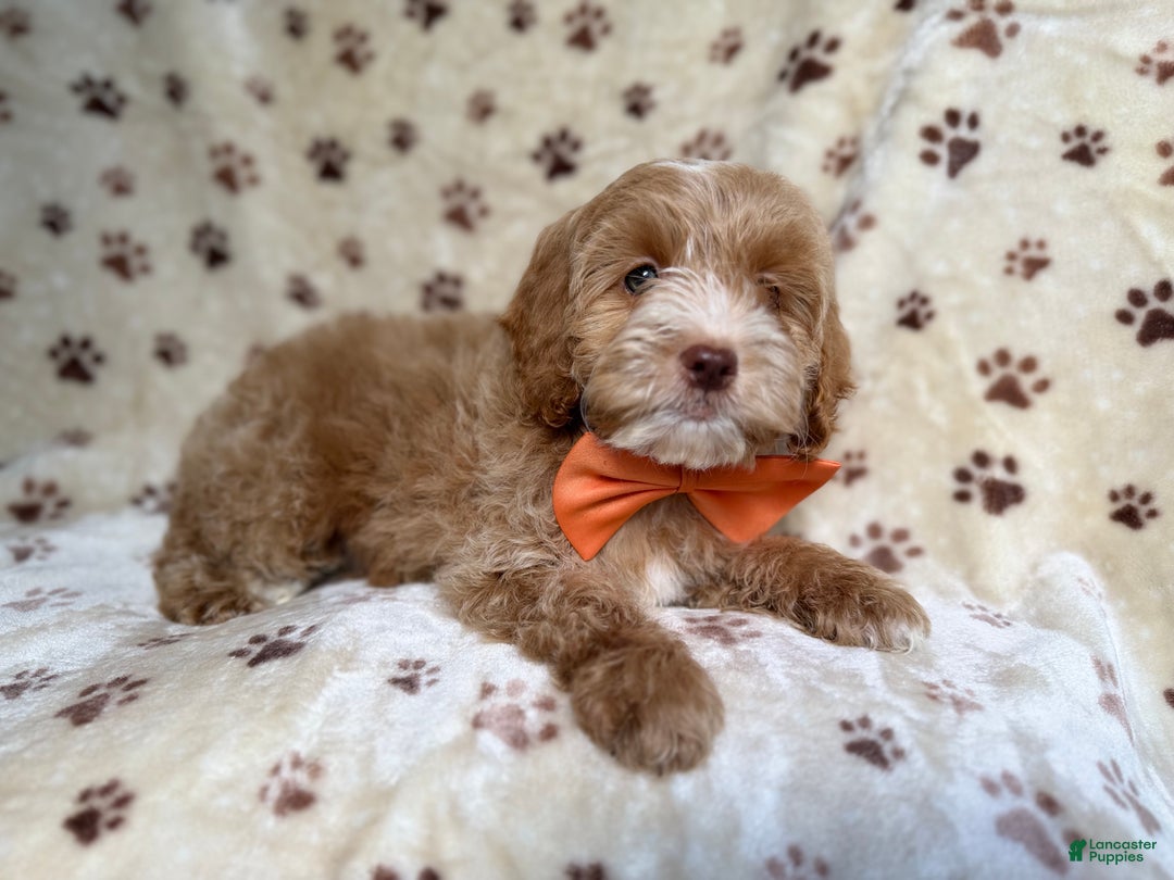 Cockapoo dogs for sale: Breezy - Ad 8