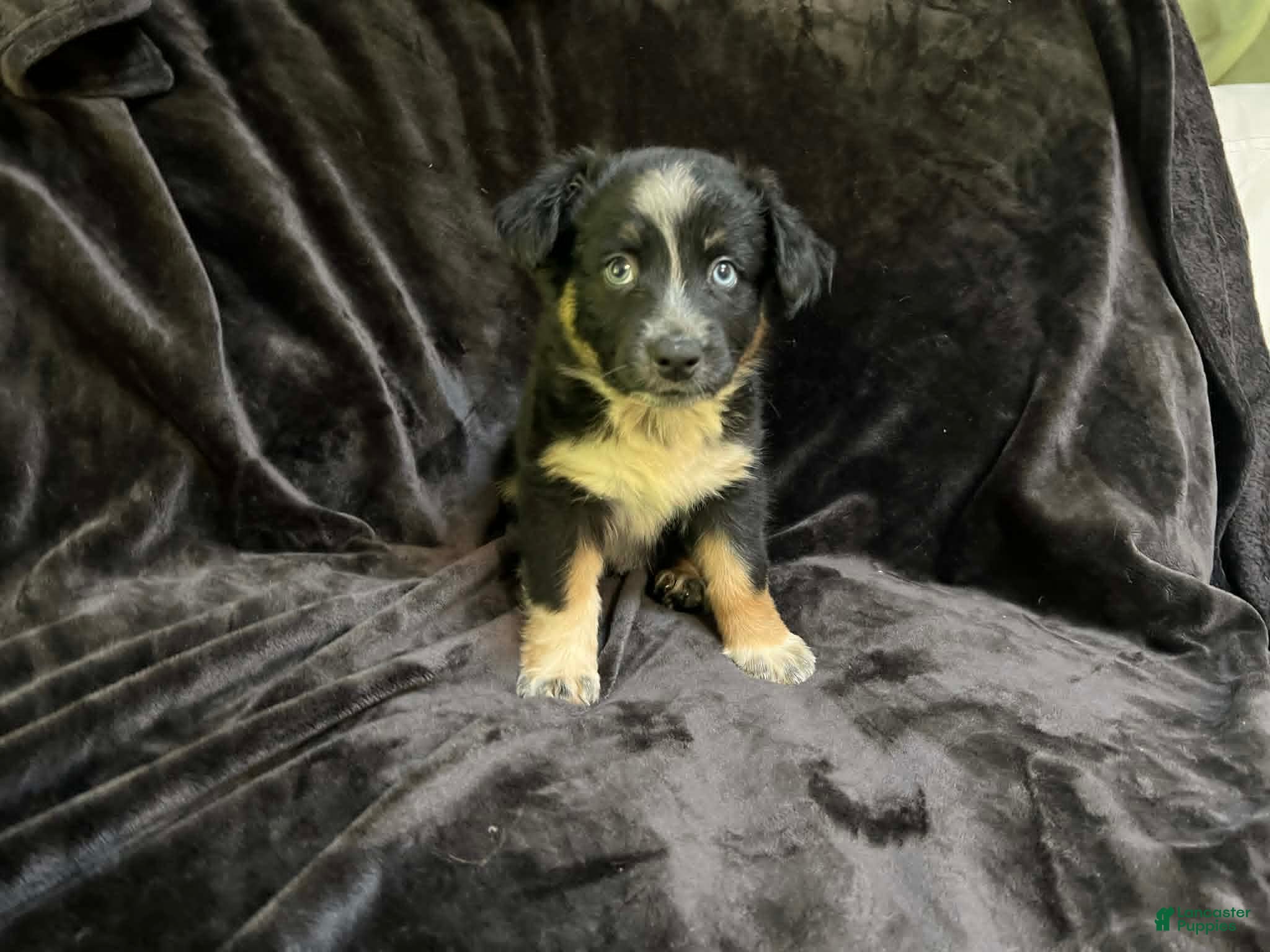 Australian Shepherd dogs Australian Shepherd 1 - Ad 2