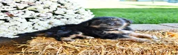 Yorkiepoo dogs for sale: Theo - Ad 4